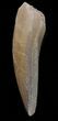 Fossil Plesiosaur Tooth - Morocco #39830-1